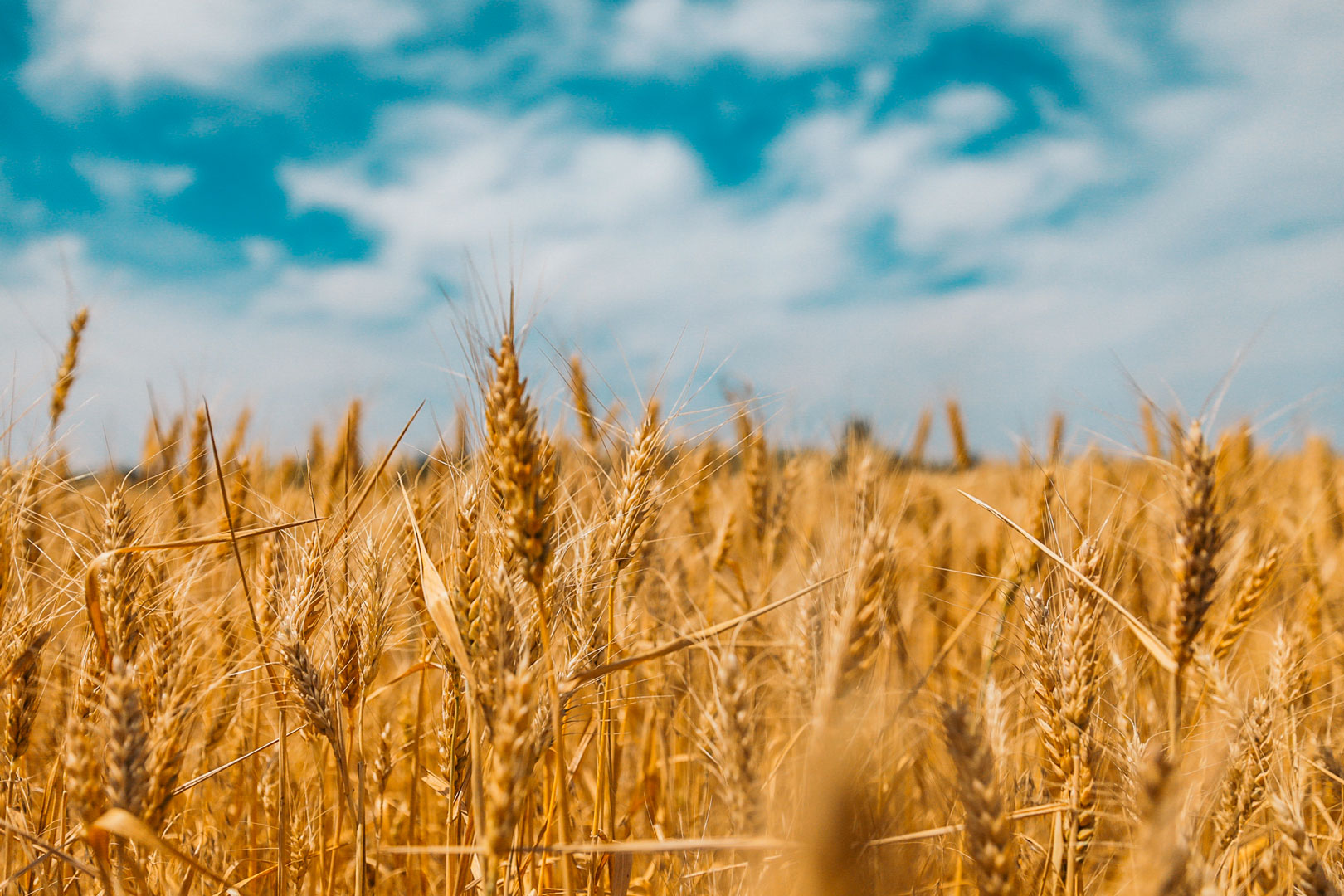 Exploitation agricole
