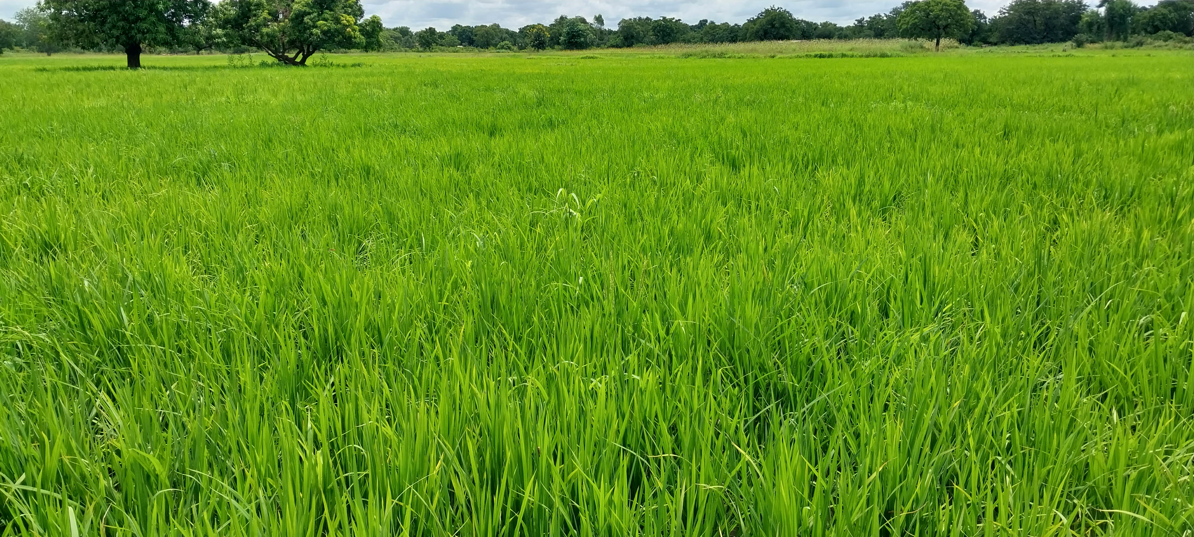 Exploitation agricole